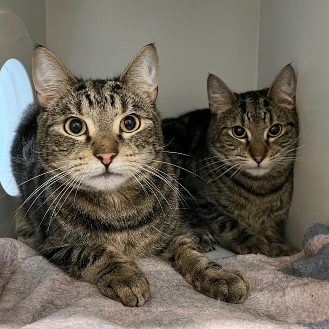 Photo of Pumpkin & Peppa