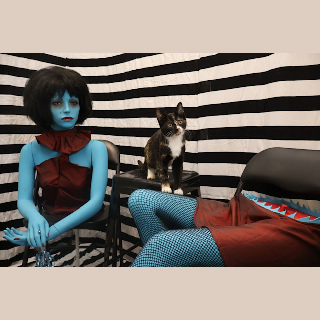Photo of Four Beetlejuice Kittens!