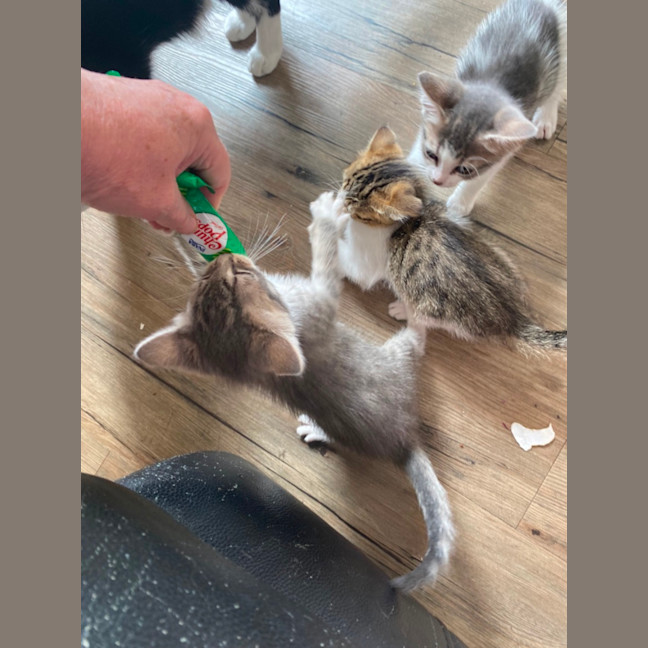 Photo of Aurora   Meet Me At Petstock Chelsea