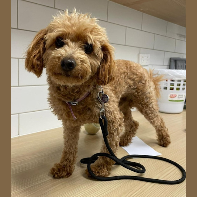 Photo of Buddy