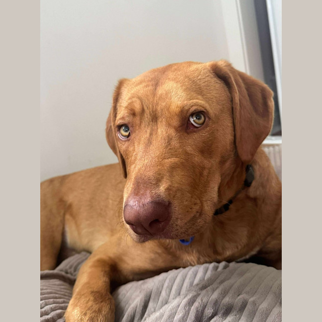 Photo of Woody   1 Year Old Mixed Breed