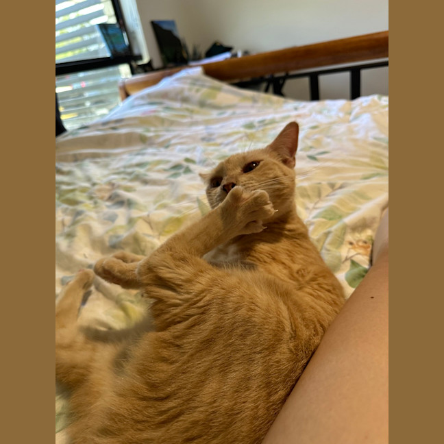 Photo of Loki