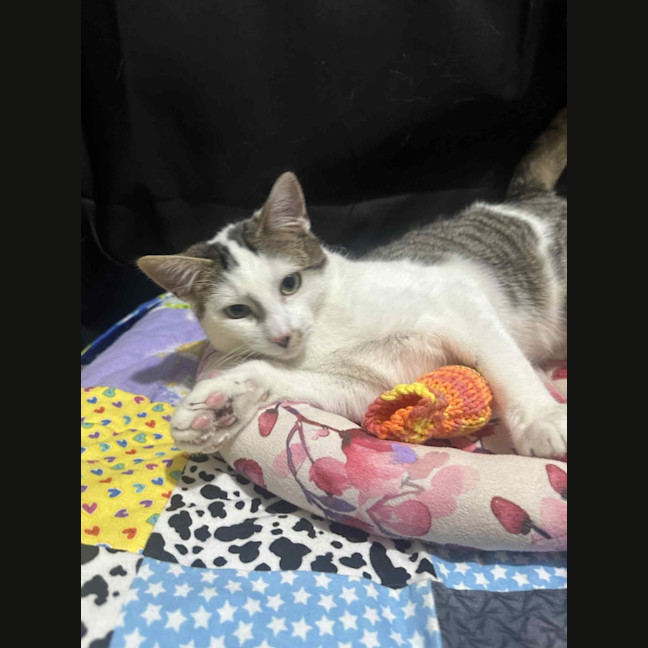 Photo of Affectionate Ash