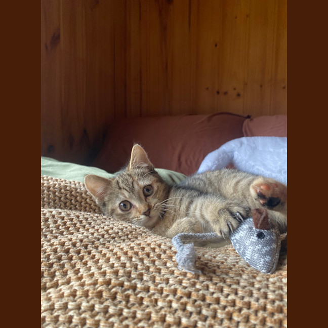 Photo of Tawny 