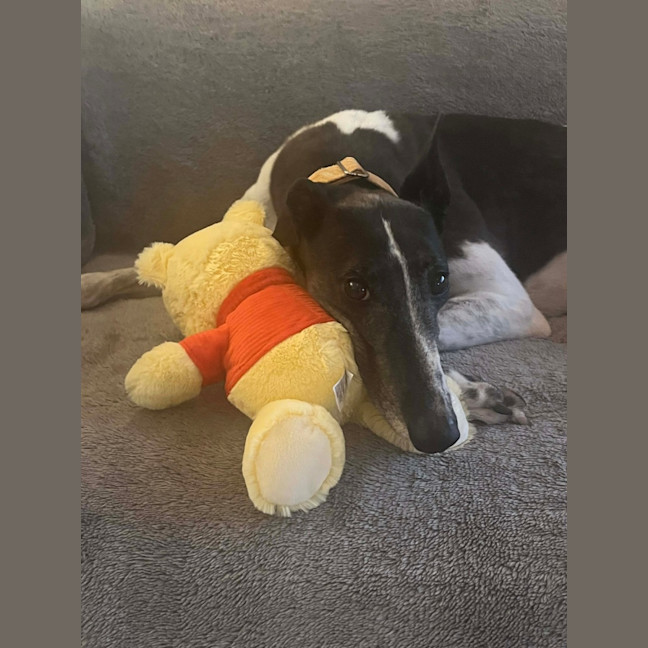 Photo of Luka, The Greyhound 