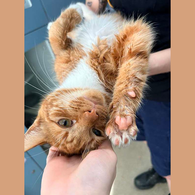 Photo of Opie