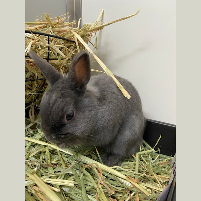 Photo of Bonnie Grey