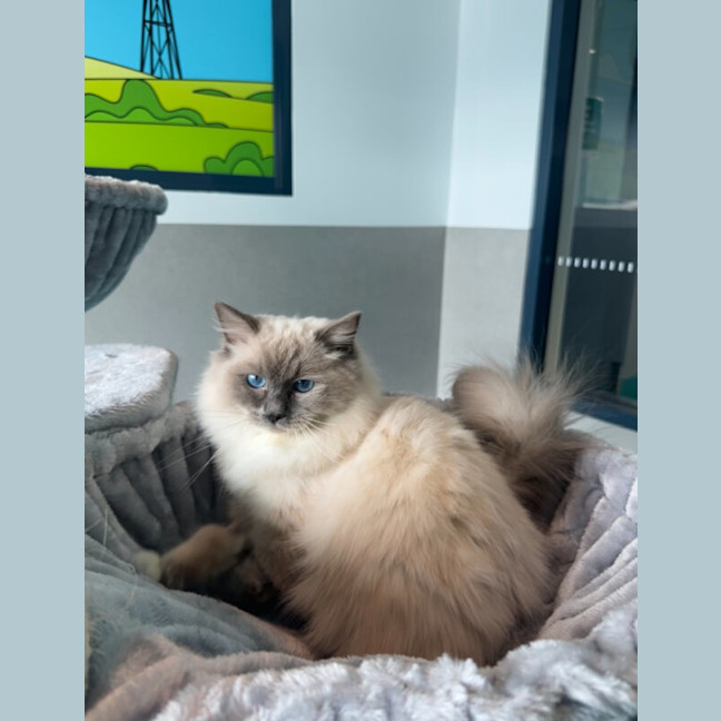 Photo of Valentino