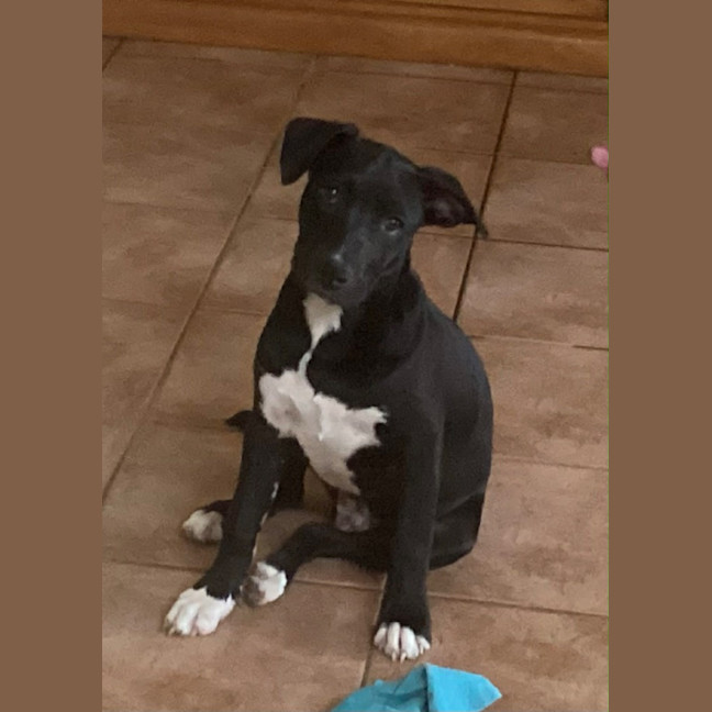Photo of Katana