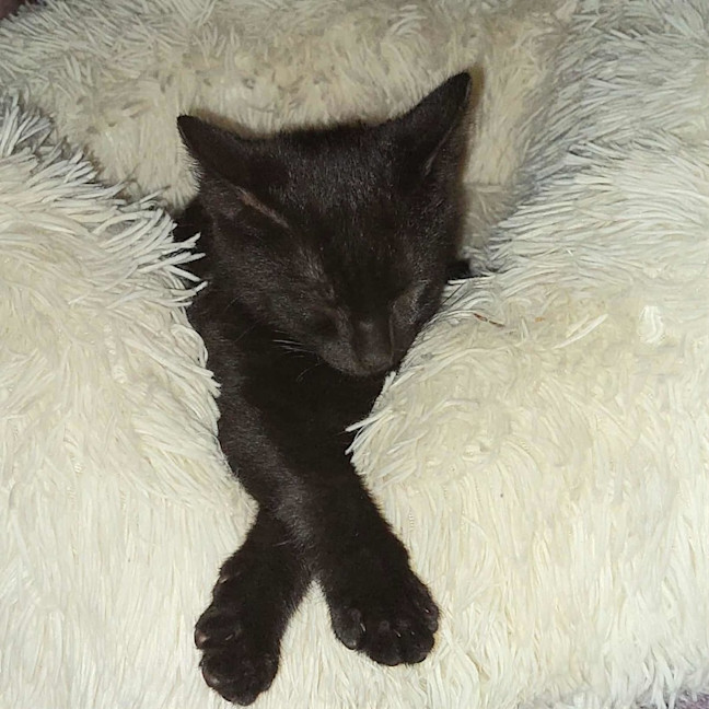 Photo of Smokey 