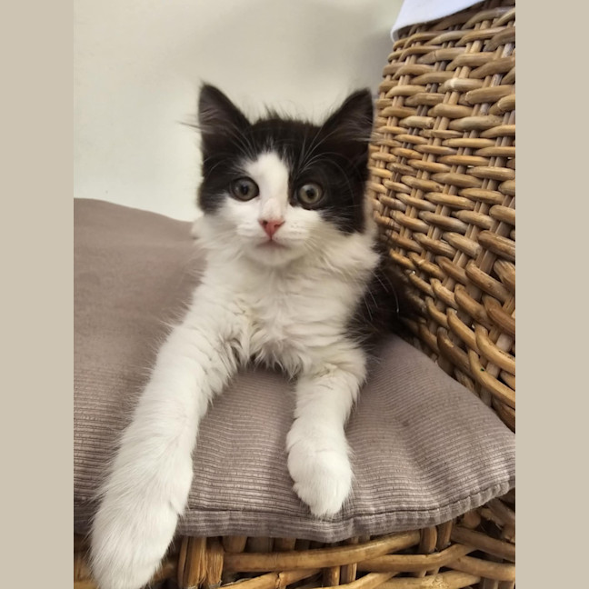 Photo of Pepples Meet Me@Petstock Hastings Store