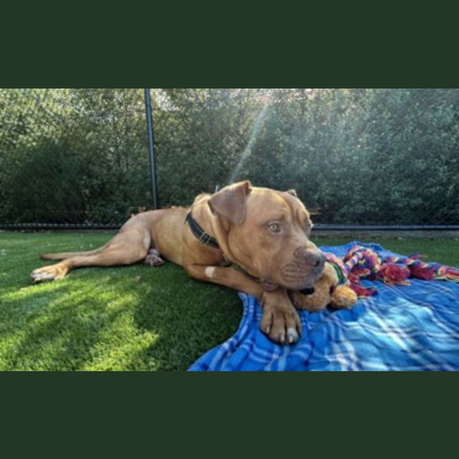Photo of Banjo