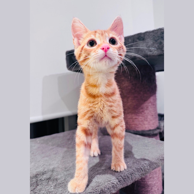 Photo of Apricot 🧡