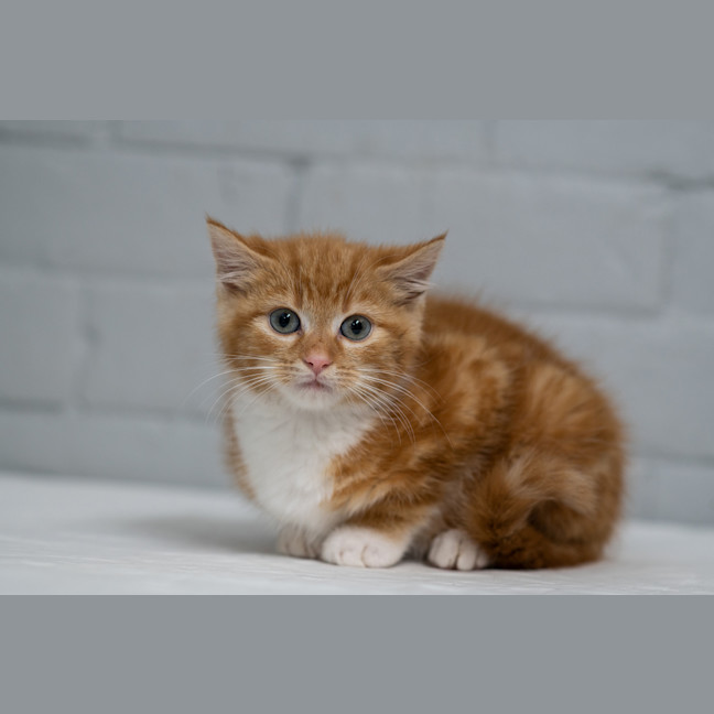 Photo of Pumpkin 