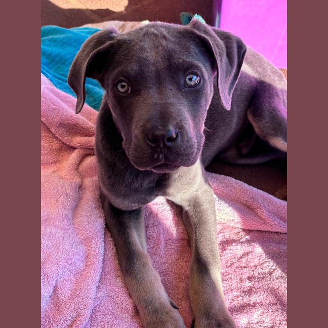 Photo of Enzo