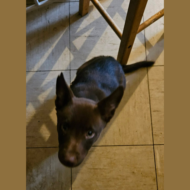 Photo of Willow