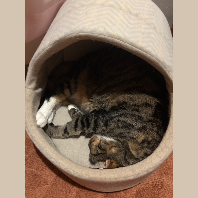 Photo of Lola