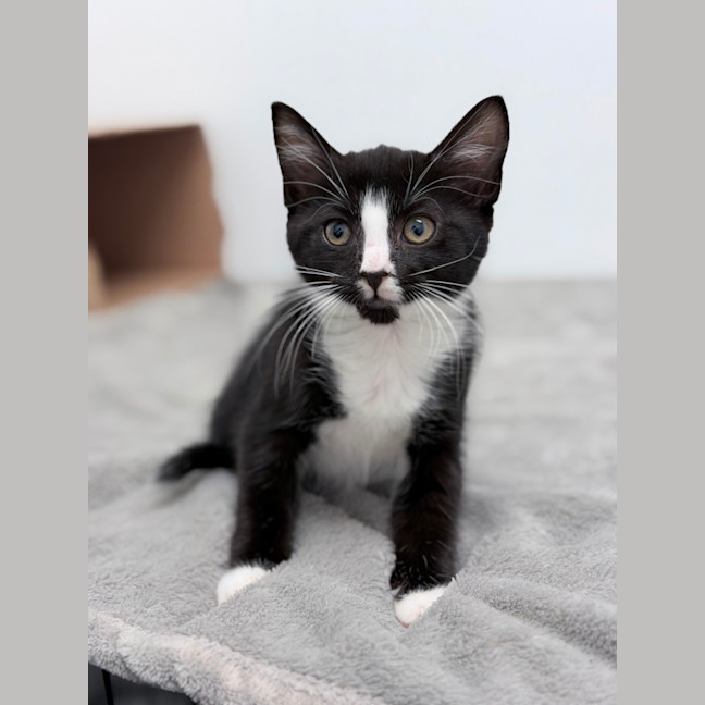 Photo of Jellybean