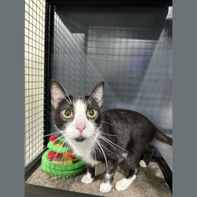 Photo of Rosie   Available At Pet Quarters Morisset