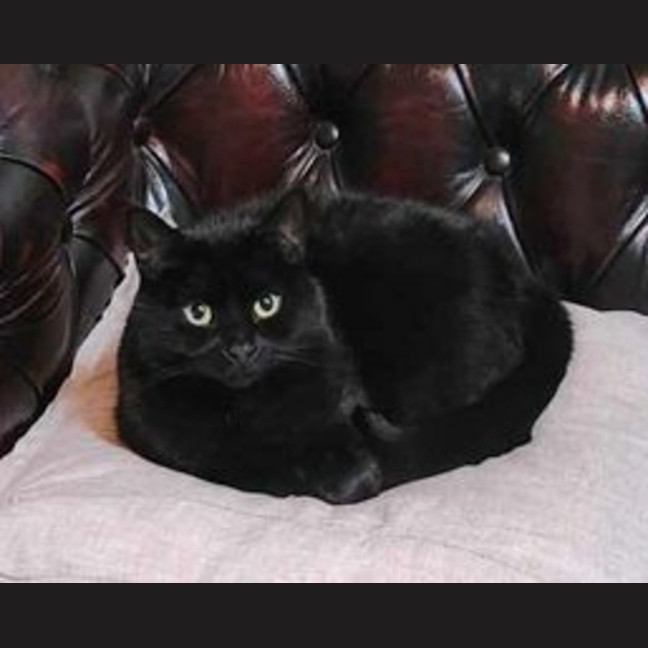 Photo of Ebony Sua012975