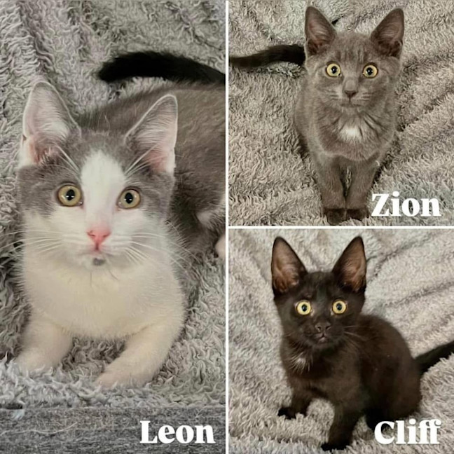 Photo of 11470   Cliff