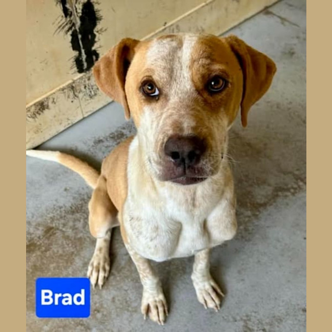 Photo of Bradley
