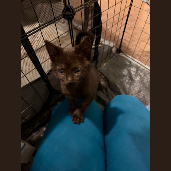 Photo of Nyx