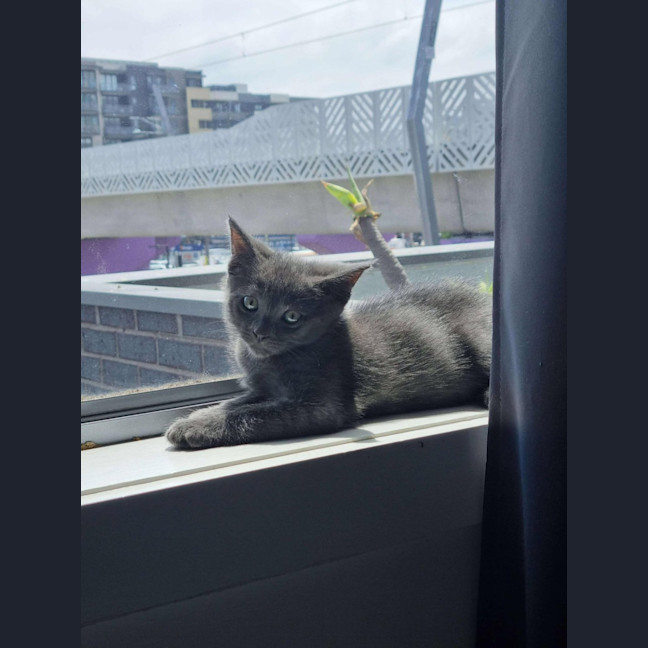 Photo of Pickle   Located In Preston