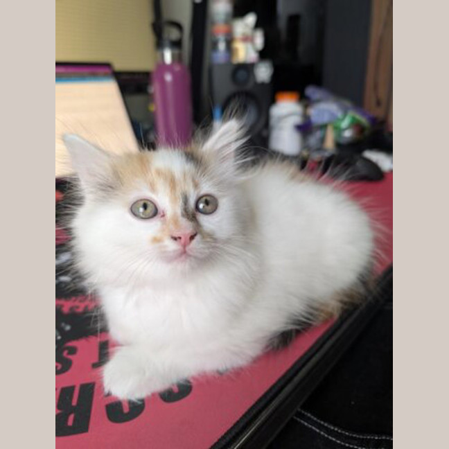 Photo of Lucy (Was Strudel)