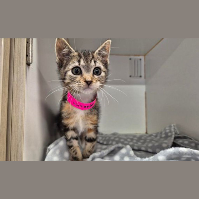 Photo of Freya