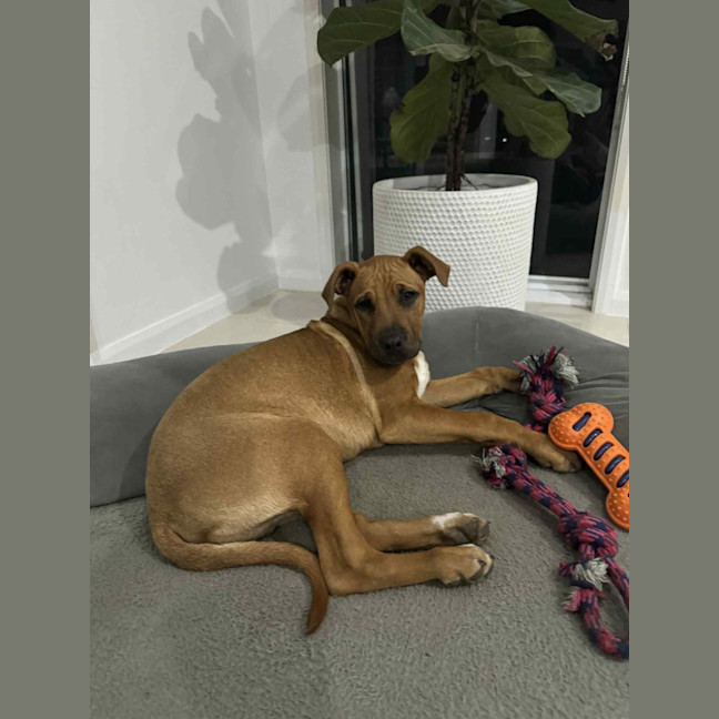 Photo of Maverick   4 Month Old Mastiff X