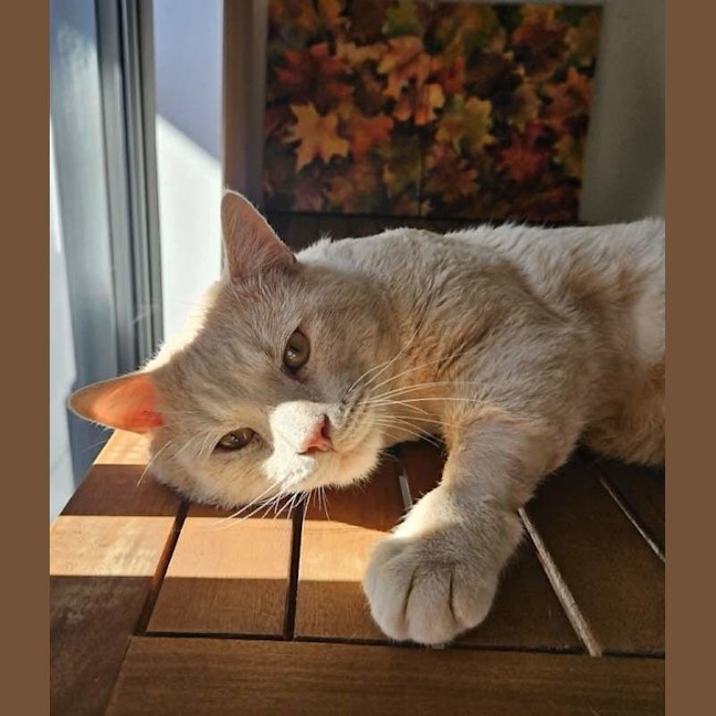 Photo of Thor