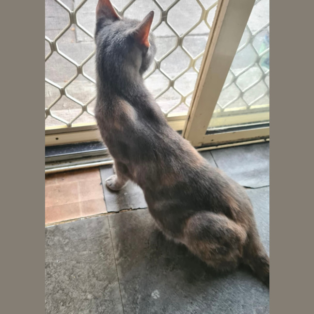 Photo of Scarlett Meet Me@Petstock Dandenong Storw