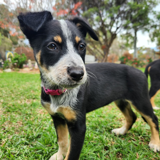Photo of Misty