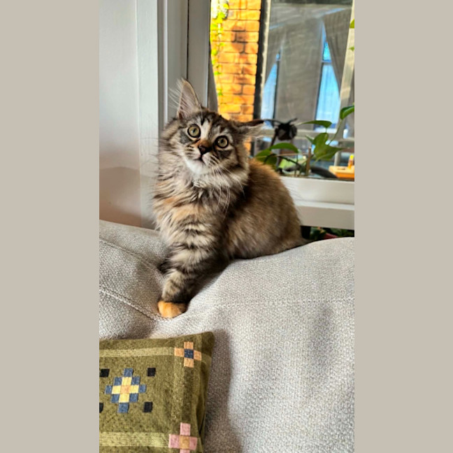 Photo of Rhea