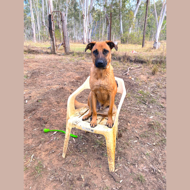 Photo of Benji