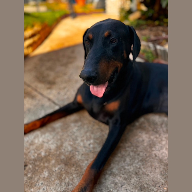 Photo of Mr B Von Dobermann