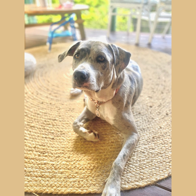 Photo of Winnie *$350 Adoption Fee*