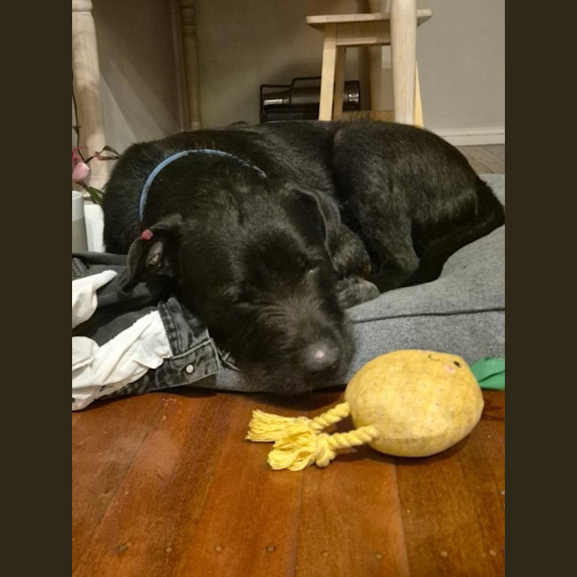 Photo of Tui   1 Year Old Wolfhound X