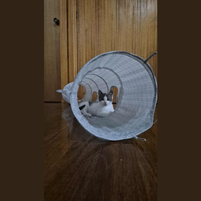 Photo of Spike