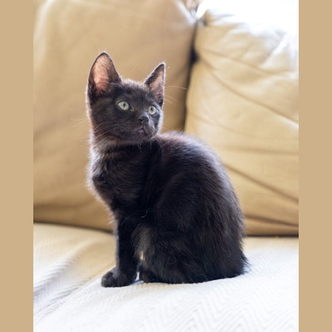 Photo of Kit