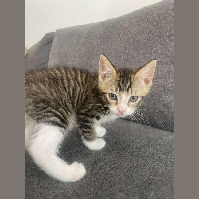 Photo of Blue