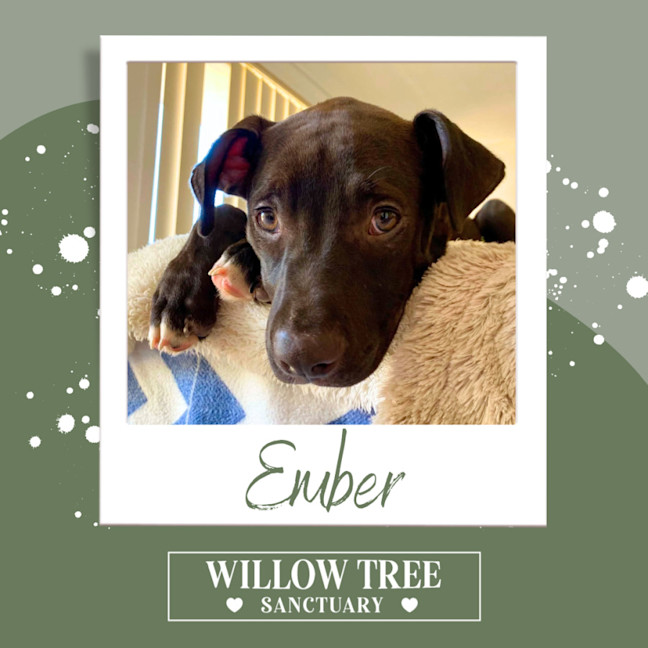 Photo of Ember