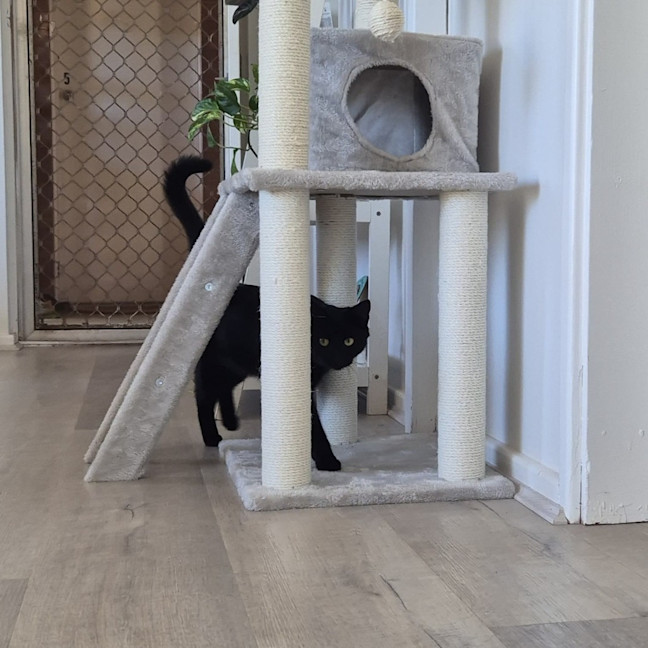 Photo of Liesa The Cat