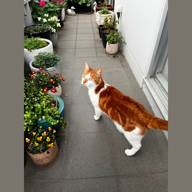 Photo of Ned