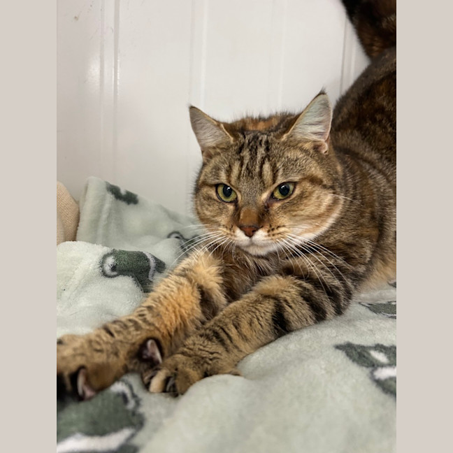 Photo of Sapphire