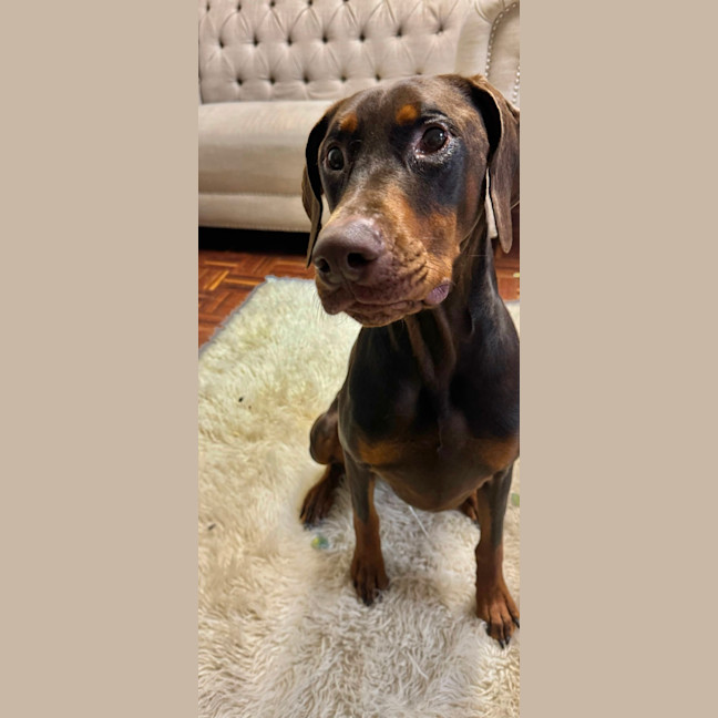 Photo of Mr. O. Von Dobermann