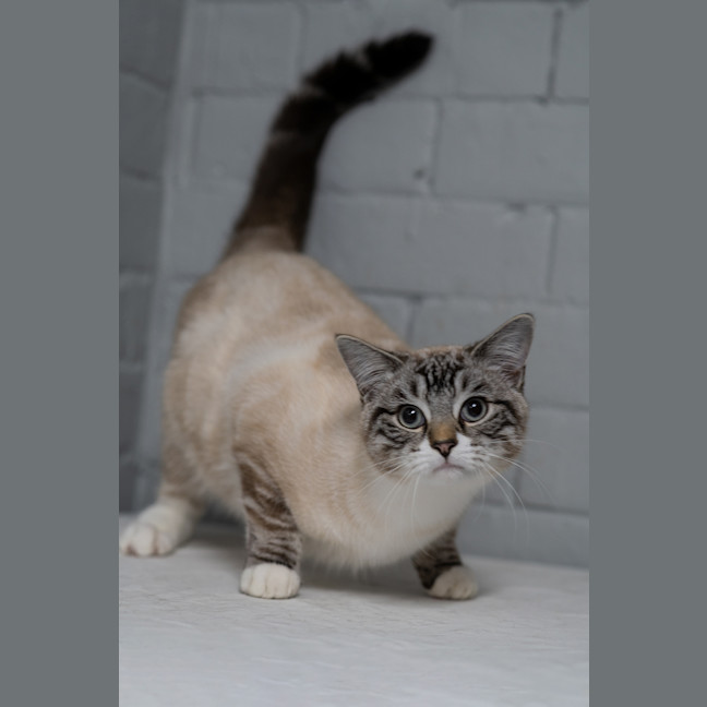 Photo of Lynx