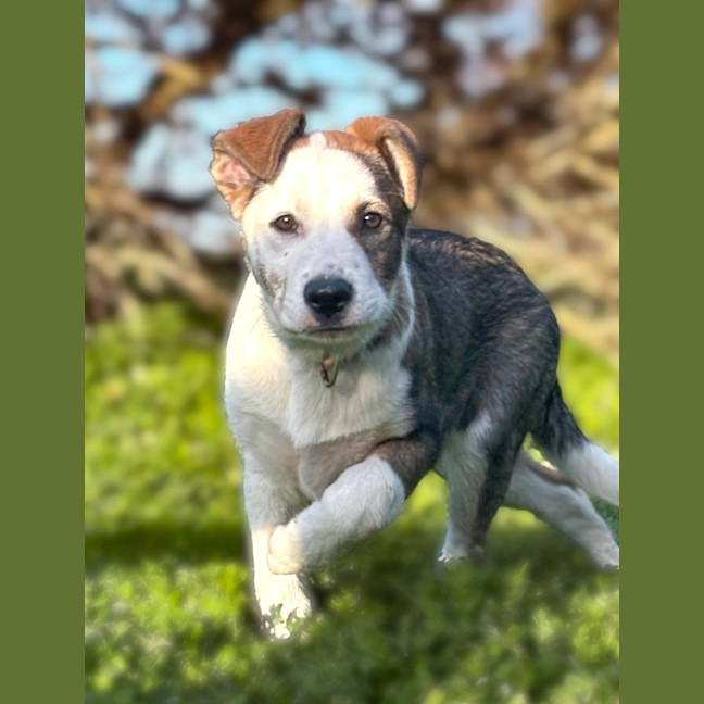 Photo of Honey