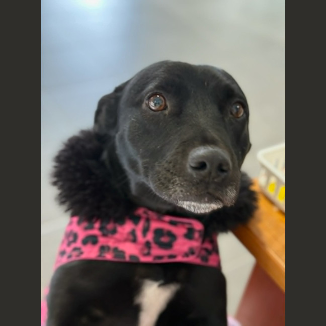 Photo of Luna